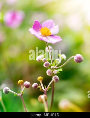 Anemone hupehensis o ditale weed sotto la luce diretta del sole. Autunno fiori, fiori di colore rosa con messa a fuoco selettiva e sfondo sfocato. Foto Stock