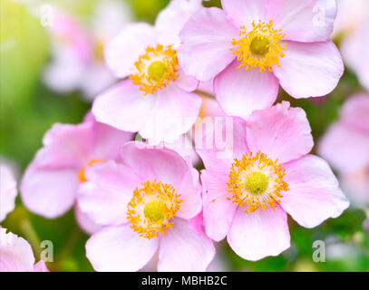 Anemone hupehensis o ditale weed sotto la luce diretta del sole. Autunno fiori, fiori di colore rosa con messa a fuoco selettiva e sfondo sfocato. Foto Stock