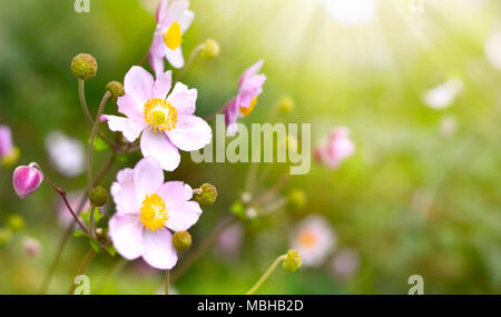 Anemone hupehensis o ditale weed sotto la luce diretta del sole. Autunno fiori, fiori di colore rosa con messa a fuoco selettiva e sfondo sfocato. Foto Stock