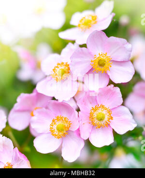 Anemone hupehensis o ditale weed sotto la luce diretta del sole. Autunno fiori, fiori di colore rosa con messa a fuoco selettiva e sfondo sfocato. Foto Stock