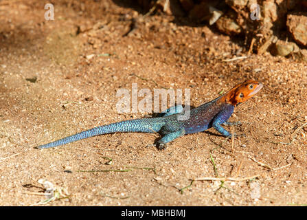 La Mwanza a testa piatta agama sa di roccia o Spider-Man AGAMA SA, a causa della sua colorazione, è una lucertola nella famiglia Agamidae, trovati in Africa orientale. Foto Stock