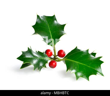 Natale holly, elemento di design. Decorazione di Natale, Natale impianto. Foto Stock