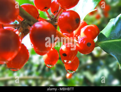 Natale holly, elemento di design. Decorazione di Natale, Natale impianto. Foto Stock