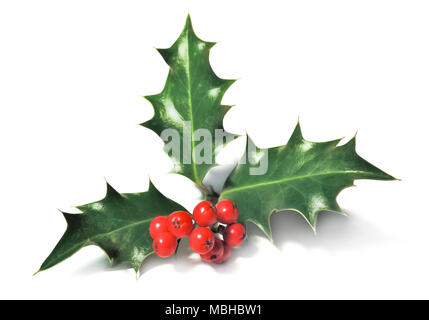 Natale holly, elemento di design. Decorazione di Natale, Natale impianto. Foto Stock