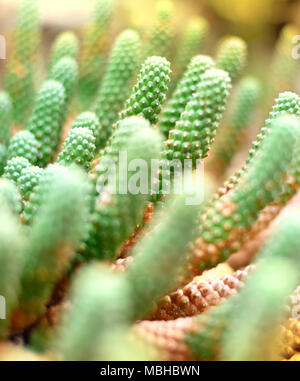 Cactus verde o impianto nel deserto con il fuoco selettivo. Close-up shot o ripresa macro di un cactus. Foto Stock