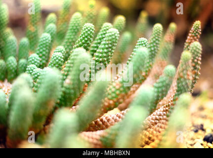 Cactus verde o impianto nel deserto con il fuoco selettivo. Close-up shot o ripresa macro di un cactus. Foto Stock