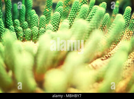 Cactus verde o impianto nel deserto con il fuoco selettivo. Close-up shot o ripresa macro di un cactus. Foto Stock