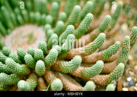 Cactus verde o impianto nel deserto con il fuoco selettivo. Close-up shot o ripresa macro di un cactus. Foto Stock