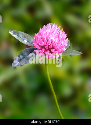 Trifoglio di rosa fiore con gocce di rugiada e il fuoco selettivo. Close-up shot selvatiche di trifoglio in fiore. Foto Stock