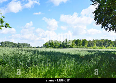 Campo di segale al sole verde con spighe di segala e cielo blu con nuvole soffici. Grano verde campo. Foto Stock