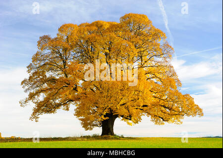 Unico grande vecchio tiglio in autunno Foto Stock