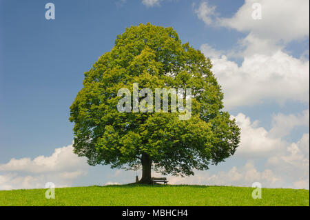 Unico grande albero di tiglio in campo con perfetta treetop Foto Stock