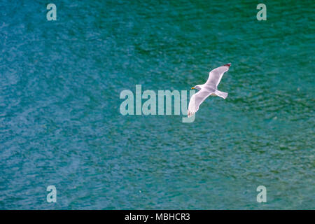 Aringa GULL volando sul mare Foto Stock