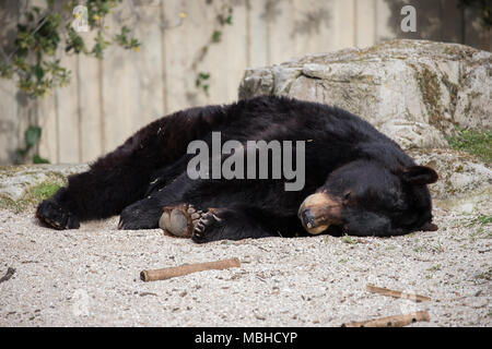 Orso bruno in cattività spende il giorno dormendo e senza alcuna attività tipica della sua razza. Foto Stock