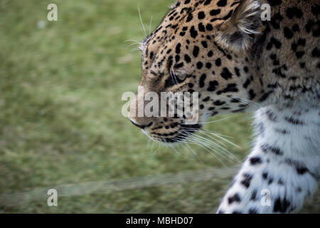 Leopard in cattività offre passeggiate in una piccola cabina Foto Stock