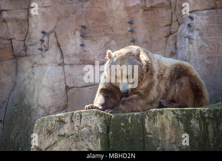 Orso bruno in cattività spende il giorno dormendo e senza alcuna attività tipica della sua razza. Foto Stock