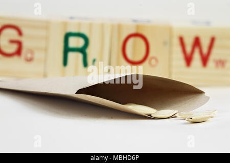 Aprire il pacchetto di semi di zucchine con alcuni sparsi nella parte anteriore della busta wit di blocchi di legno in background che scrivi a crescere. Estrema profondità di fiel Foto Stock