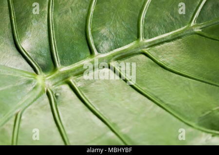 Tropical decorativ la chioma della pianta, foto macro di luce verde foglia , schema naturale, esotico sfondo botanico Foto Stock