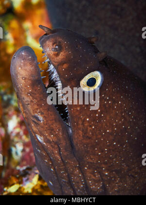 Black moray (Muraena augusti) primo piano ritratto a Mar de las Calmas Marine Reserve (El Hierro, Isole Canarie, Spagna) Foto Stock