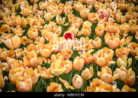 Giallo e rosso-striped tulipani a Lisse, Paesi Bassi Foto Stock