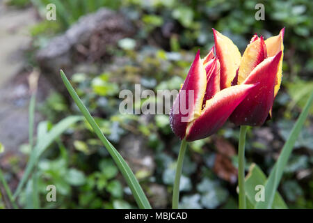 Due rosso e tulipani gialli in un giorno di pioggia, soggetto e concentrarsi sulla destra Foto Stock