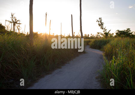 Una strada tortuosa con il ciclone danneggiato palme all alba Malapascua Island, Daanbantayan, Filippine. Foto Stock