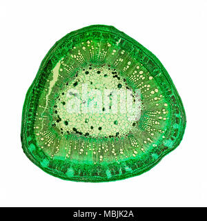 Microfotografia ottica di cotone stelo sezione vista attraverso il microscopio Foto Stock