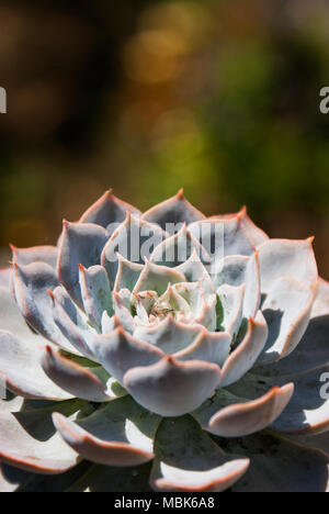 Primo piano di un fantasma Echeveria colpita dalla luce del sole di mattina con un bokeh di fondo scuro dello sfondo. Foto Stock