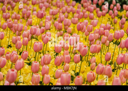 Pesche e tulipani gialli in Lisse, Paesi Bassi Foto Stock