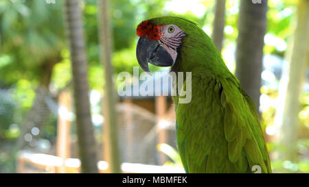 Un pappagallo verde su un ramo Foto Stock