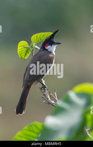 Bird : Ritratto di Rosso Bulbul Whiskered appollaiato su un ramo Foto Stock