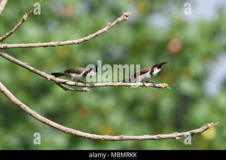 Bird : Coppia di Rosso Bulbul Whiskered appollaiato su un ramo Foto Stock