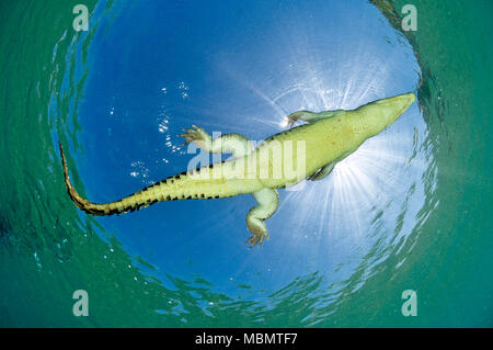 Coccodrillo di acqua salata (Crocodylus porosus), il più grande di tutti i viventi rettili, Kimbe Bay, West New Britain, Papua Nuova Guinea Foto Stock