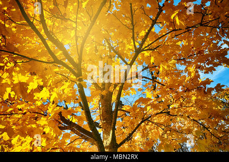 Sunburst attraverso il giallo foglie di acero in autunno. Foto Stock