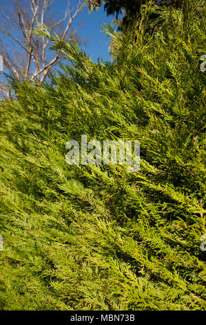 Gancio Heath, Surrey, England, Regno Unito Foto Stock