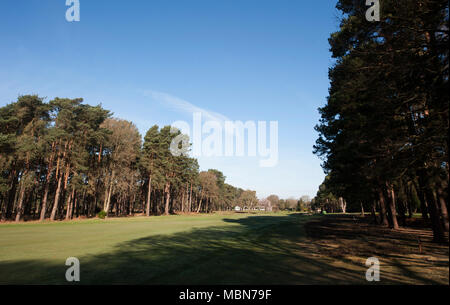 Gancio Heath, Surrey, England, Regno Unito Foto Stock
