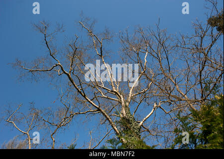 Gancio Heath, Surrey, England, Regno Unito Foto Stock