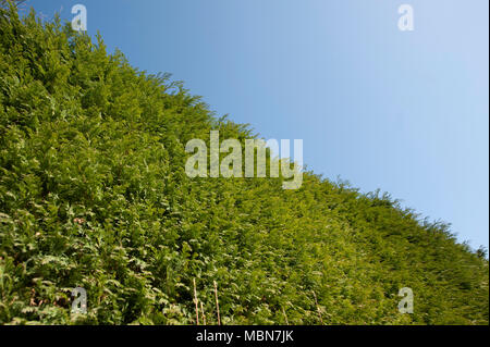 Gancio Heath, Surrey, England, Regno Unito Foto Stock