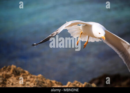 Gull fotografata da l'isola di Porquerolles in volo sullo sfondo azzurro del mare Foto Stock