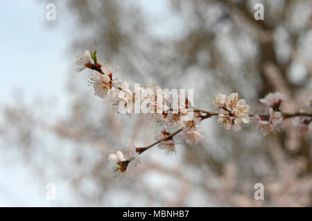Ramo di un fiore ciliegio in piena fioritura nel Parco Chaoyang nella parte orientale di Beijing in Cina Foto Stock
