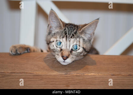 Molto carino il Bengala gattino seduto su una sedia al tavolo della cucina. In prossimità della faccia guardare dritto verso la fotocamera. Foto Stock