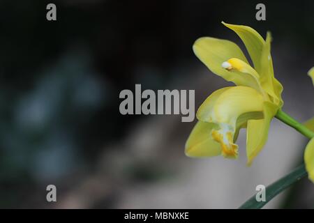 Unico fiore giallo di cymbidium orchid Foto Stock