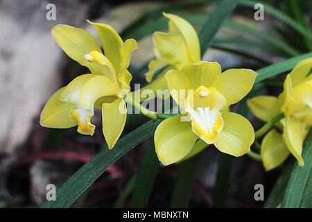 Il giallo dei fiori di orchidea Cymbidium Foto Stock
