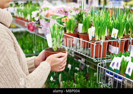 Donna compri fiori di narciso in una pentola in negozio Foto Stock
