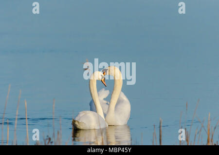 Cigno coppia danzante Foto Stock