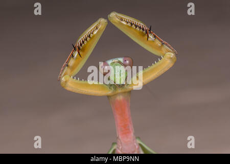 Mantis del Borneo , Close-Up Mantis Foto Stock