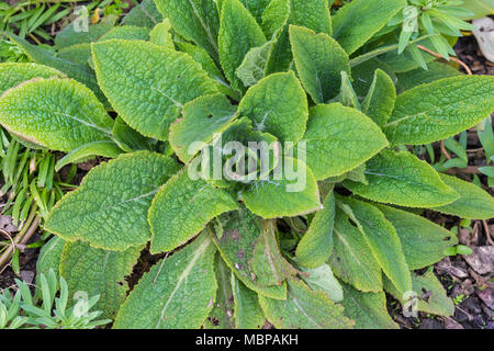 Vista dall'alto in basso della parte Dalla Digitalis purpurea (Viola Foxglove) impianto, che vengono utilizzati per far sì che il cuore del farmaco. DIGITALICO Cresce in primavera, UK. Foto Stock