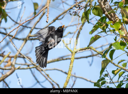 Adulto Merlo comune (Turdus merula, Eurasian blackbird) salta da albero ad albero in primavera nel Regno Unito. Blackbird battenti. Merlo in volo. Foto Stock