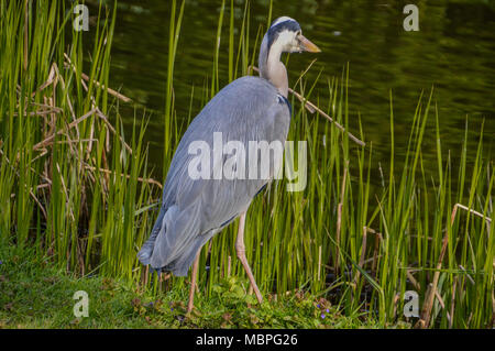 Airone olandese lungo l'acqua Foto Stock