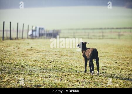 Mattina di sole sulla fattoria rurale. Lonely agnello cercando su pascolo. Foto Stock